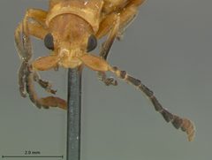 Phyllobrotica physostegiae by the Smithsonian. Used under a CC0 license.
