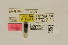 Phyllobrotica physostegiae by the Smithsonian. Used under a CC0 license.
