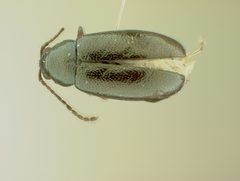 Phyllotreta albionica corusca by the Smithsonian. Used under a CC0 license.