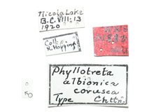 Phyllotreta albionica corusca by the Smithsonian. Used under a CC0 license.