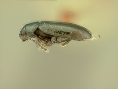 Phyllotreta albionica corusca by the Smithsonian. Used under a CC0 license.
