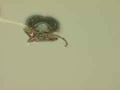 Phyllotreta albionica corusca by the Smithsonian. Used under a CC0 license.