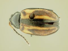 Phyllotreta armoraciae biplagiata by the Smithsonian. Used under a CC0 license.