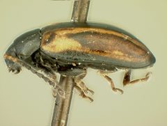 Phyllotreta armoraciae biplagiata by the Smithsonian. Used under a CC0 license.