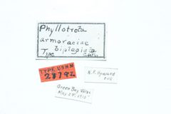 Phyllotreta armoraciae biplagiata by the Smithsonian. Used under a CC0 license.