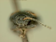 Phyllotreta armoraciae biplagiata by the Smithsonian. Used under a CC0 license.