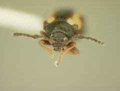 Phyllotreta liebecki by the Smithsonian. Used under a CC0 license.