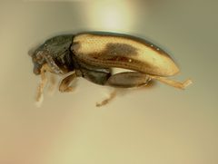 Phyllotreta liebecki by the Smithsonian. Used under a CC0 license.
