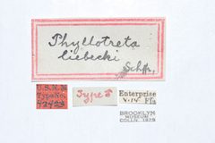 Phyllotreta liebecki by the Smithsonian. Used under a CC0 license.
