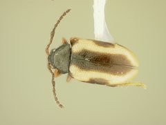 Phyllotreta liebecki by the Smithsonian. Used under a CC0 license.