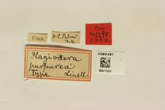 Plagiodera purpurea by the Smithsonian. Used under a CC0 license.