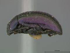 Plagiodera purpurea by the Smithsonian. Used under a CC0 license.