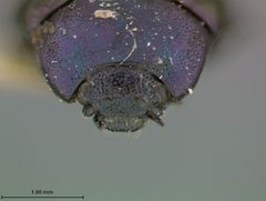Plagiodera purpurea by the Smithsonian. Used under a CC0 license.