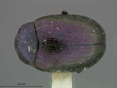 Plagiodera purpurea by the Smithsonian. Used under a CC0 license.