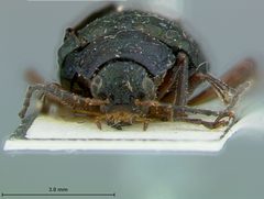 Promecosoma abdominalis by the Smithsonian. Used under a CC0 license.