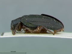 Promecosoma abdominalis by the Smithsonian. Used under a CC0 license.
