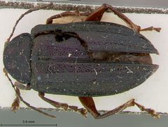 Promecosoma abdominalis by the Smithsonian. Used under a CC0 license.