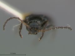 Pseudoluperus bakeri by the Smithsonian. Used under a CC0 license.
