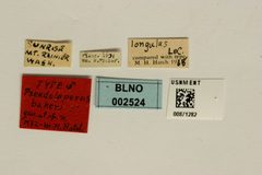 Pseudoluperus bakeri by the Smithsonian. Used under a CC0 license.