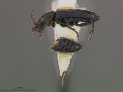 Pseudoluperus bakeri by the Smithsonian. Used under a CC0 license.