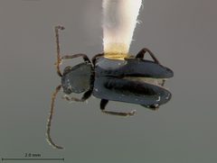 Pseudoluperus bakeri by the Smithsonian. Used under a CC0 license.