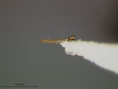 Pseudoluperus bakeri by the Smithsonian. Used under a CC0 license.