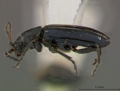 Pseudoluperus bakeri by the Smithsonian. Used under a CC0 license.
