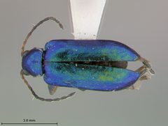 Pseudoluperus wilcoxi by the Smithsonian. Used under a CC0 license.