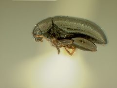 Psylliodes aenescens by the Smithsonian. Used under a CC0 license.