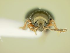 Psylliodes appalachianus by the Smithsonian. Used under a CC0 license.