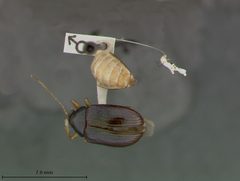 Rhabdopterus bottimeri by the Smithsonian. Used under a CC0 license.