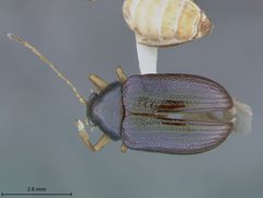 Rhabdopterus bottimeri by the Smithsonian. Used under a CC0 license.