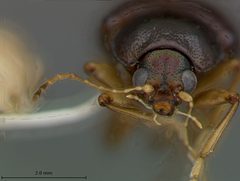 Rhabdopterus bottimeri by the Smithsonian. Used under a CC0 license.