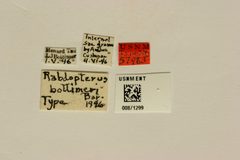 Rhabdopterus bottimeri by the Smithsonian. Used under a CC0 license.