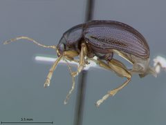 Rhabdopterus bottimeri by the Smithsonian. Used under a CC0 license.