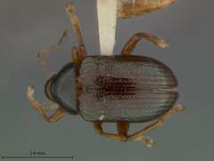Rhabdopterus bowditchi by the Smithsonian. Used under a CC0 license.