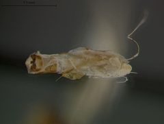 Rhabdopterus bowditchi by the Smithsonian. Used under a CC0 license.