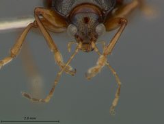 Rhabdopterus bowditchi by the Smithsonian. Used under a CC0 license.