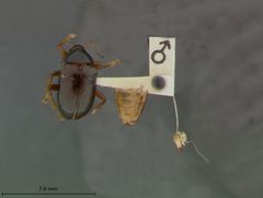 Rhabdopterus bowditchi by the Smithsonian. Used under a CC0 license.