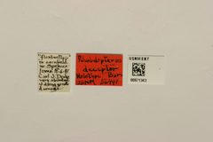 Rhabdopterus deceptor by the Smithsonian. Used under a CC0 license.