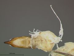 Rhabdopterus deceptor by the Smithsonian. Used under a CC0 license.