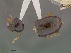Rhabdopterus deceptor by the Smithsonian. Used under a CC0 license.