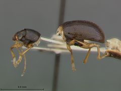 Rhabdopterus deceptor by the Smithsonian. Used under a CC0 license.
