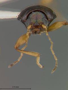Rhabdopterus deceptor by the Smithsonian. Used under a CC0 license.