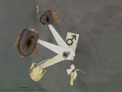 Rhabdopterus deceptor by the Smithsonian. Used under a CC0 license.