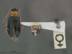Scelolyperus carinatus by the Smithsonian. Used under a CC0 license.