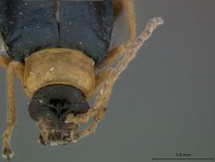 Scelolyperus carinatus by the Smithsonian. Used under a CC0 license.