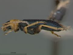Scelolyperus carinatus by the Smithsonian. Used under a CC0 license.
