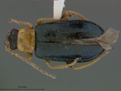 Scelolyperus carinatus by the Smithsonian. Used under a CC0 license.