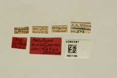 Scelolyperus carinatus by the Smithsonian. Used under a CC0 license.